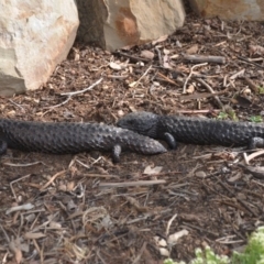 Tiliqua rugosa at Wamboin, NSW - 1 Nov 2019