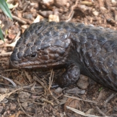 Tiliqua rugosa at Wamboin, NSW - 1 Nov 2019