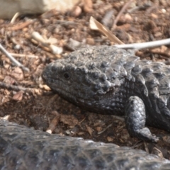 Tiliqua rugosa at Wamboin, NSW - 1 Nov 2019 06:50 PM