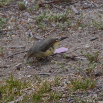 Acanthiza reguloides (Buff-rumped Thornbill) at Wamboin, NSW - 1 Nov 2019 by natureguy