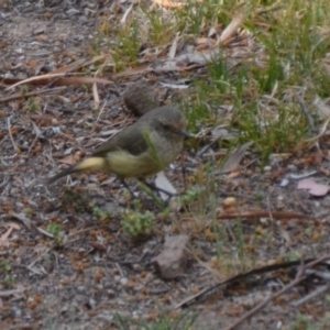 Acanthiza reguloides at Wamboin, NSW - 1 Nov 2019 06:54 PM