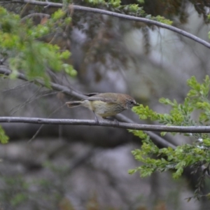 Acanthiza lineata at Wamboin, NSW - 1 Nov 2019