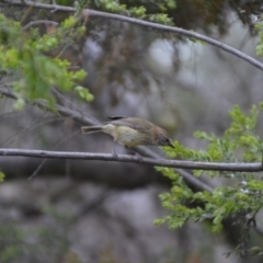 Acanthiza lineata at Wamboin, NSW - 1 Nov 2019