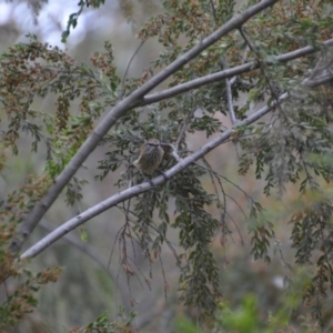 Acanthiza lineata at Wamboin, NSW - 1 Nov 2019 06:55 PM