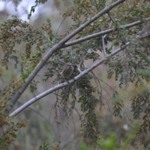 Acanthiza lineata at Wamboin, NSW - 1 Nov 2019