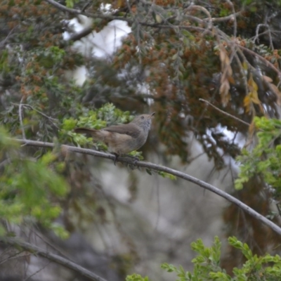 Acanthiza pusilla (Brown Thornbill) at Wamboin, NSW - 1 Nov 2019 by natureguy