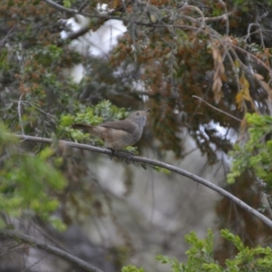 Acanthiza pusilla at Wamboin, NSW - 1 Nov 2019