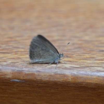 Zizina otis (Common Grass-Blue) at Wamboin, NSW - 16 Nov 2019 by natureguy