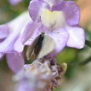 Zizina otis at Wamboin, NSW - 16 Nov 2019