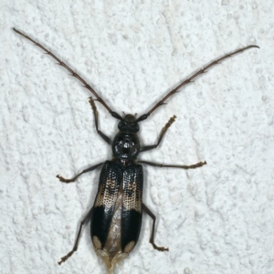 Phoracantha semipunctata at Ainslie, ACT - 1 Jan 2020