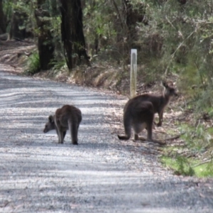 Macropus giganteus at Bundanoon, NSW - 25 Oct 2018