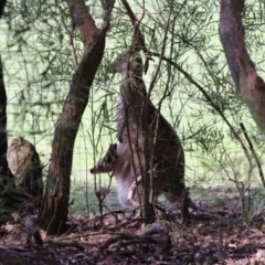 Macropus giganteus at Bundanoon, NSW - 25 Oct 2018