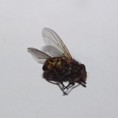 Calliphora sp. (genus) (Unidentified blowfly) at Reid, ACT - 6 Jan 2020 by JanetRussell