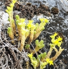 Sedum acre (Goldmoss Stonecrop) at Kosciuszko National Park - 26 Dec 2019 by HelenCross