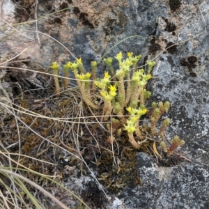 Sedum acre at Yarrangobilly, NSW - 27 Dec 2019