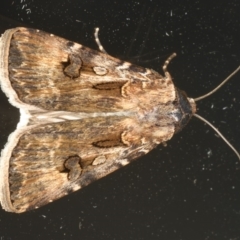 Agrotis munda (Brown Cutworm) at Ainslie, ACT - 1 Jan 2020 by jbromilow50