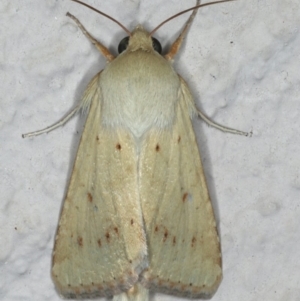 Australothis rubrescens at Ainslie, ACT - 1 Jan 2020