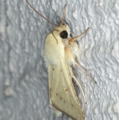 Australothis rubrescens at Ainslie, ACT - 1 Jan 2020