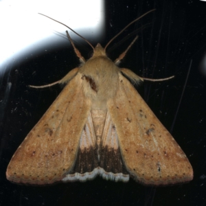 Helicoverpa punctigera at Ainslie, ACT - 1 Jan 2020