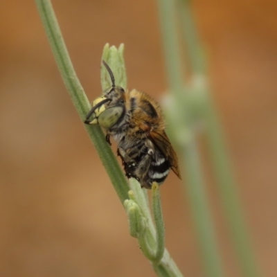 Amegilla (Zonamegilla) asserta (Blue Banded Bee) at Waramanga, ACT - 6 Jan 2020 by AndrewZelnik