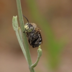 Amegilla (Zonamegilla) asserta at Waramanga, ACT - 6 Jan 2020