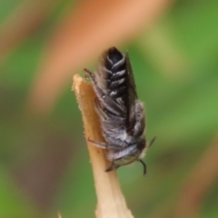 Megachile (Eutricharaea) sp. (genus & subgenus) (Leaf-cutter Bee) at Waramanga, ACT - 6 Jan 2020 by AndrewZelnik