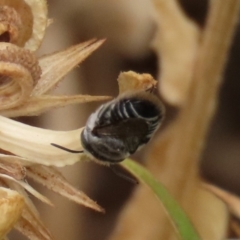Megachile (Eutricharaea) sp. (genus & subgenus) at Waramanga, ACT - 6 Jan 2020