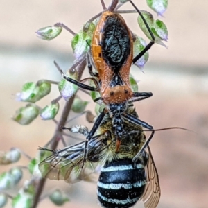 Gminatus australis at Kambah, ACT - 7 Jan 2020