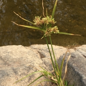 Cyperus eragrostis at Yass, NSW - 6 Jan 2020