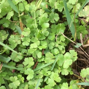 Hydrocotyle sibthorpioides at Yass, NSW - 6 Jan 2020