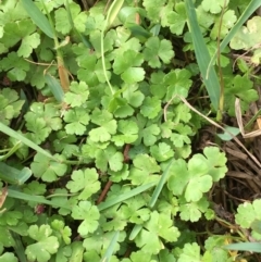 Hydrocotyle sibthorpioides (A Pennywort) at Yass, NSW - 6 Jan 2020 by JaneR