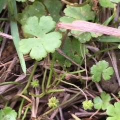 Hydrocotyle sibthorpioides at Yass, NSW - 6 Jan 2020