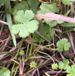 Hydrocotyle sibthorpioides at Yass, NSW - 6 Jan 2020