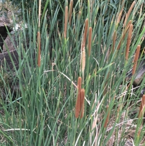 Typha domingensis at Yass, NSW - 6 Jan 2020 04:14 PM