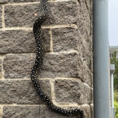 Morelia spilota spilota (Diamond Python) at Tura Beach, NSW - 6 Jan 2019 by dcnicholls