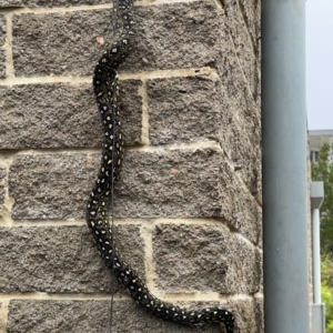 Morelia spilota spilota at North Tura - 6 Jan 2019