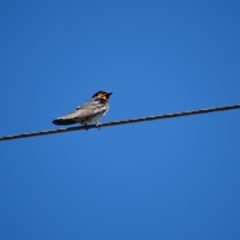 Hirundo neoxena (Welcome Swallow) at Alpine, NSW - 19 Dec 2016 by JanHartog