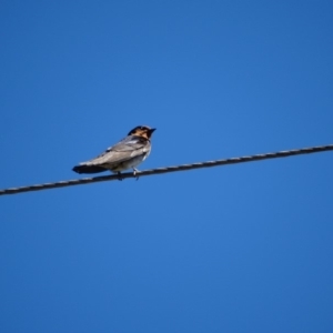 Hirundo neoxena at Alpine, NSW - 20 Dec 2016