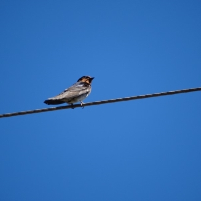 Hirundo neoxena (Welcome Swallow) at Alpine - 19 Dec 2016 by JanHartog