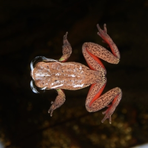 Litoria citropa at Tantawangalo, NSW - 27 Apr 2014