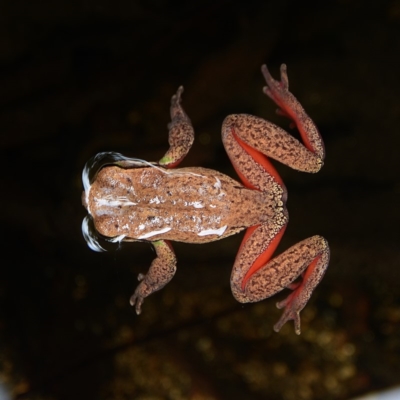 Litoria citropa (Blue Mountains Tree Frog) at South East Forest National Park - 27 Apr 2014 by Jek