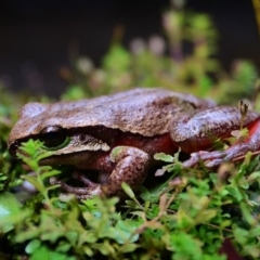 Litoria citropa at Tantawangalo, NSW - 27 Apr 2014