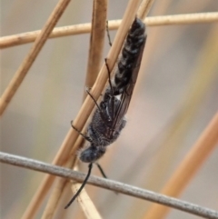 Tiphiidae (family) (Unidentified Smooth flower wasp) at Mount Painter - 6 Jan 2020 by CathB