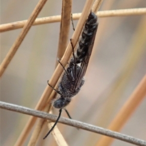 Tiphiidae (family) at Cook, ACT - 6 Jan 2020 12:09 PM