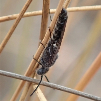 Tiphiidae (family) (Unidentified Smooth flower wasp) at Cook, ACT - 6 Jan 2020 by CathB