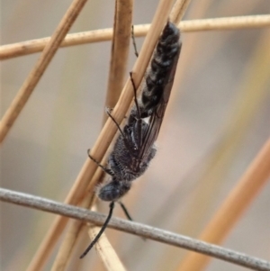 Tiphiidae sp. (family) at Cook, ACT - 6 Jan 2020