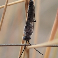 Tiphiidae (family) at Cook, ACT - 6 Jan 2020