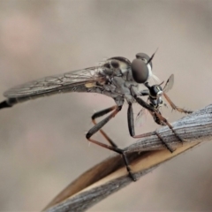 Cerdistus sp. (genus) (Yellow Slender Robber Fly) at Mount Painter - 6 Jan 2020 by CathB