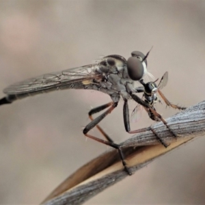Cerdistus sp. (genus) at Cook, ACT - 6 Jan 2020 12:08 PM