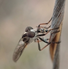 Cerdistus sp. (genus) at Cook, ACT - 6 Jan 2020 12:08 PM